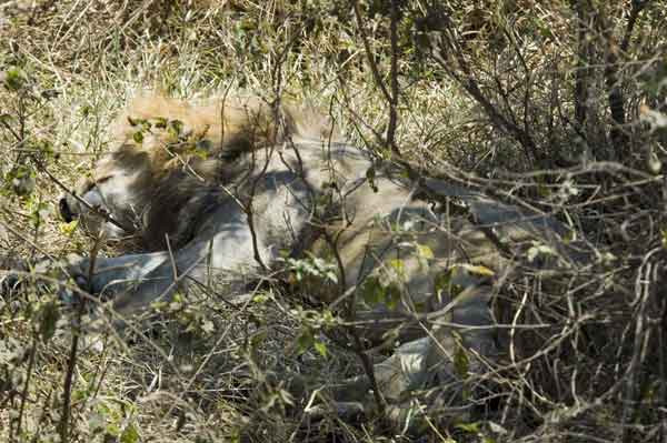 05 - Tanzania - Leon - crater del Ngorongoro